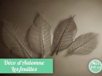 squelette de feuille