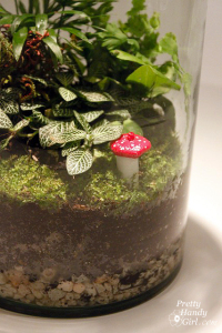 terrarium 10