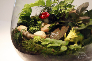 terrarium 11