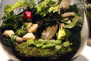 terrarium 14