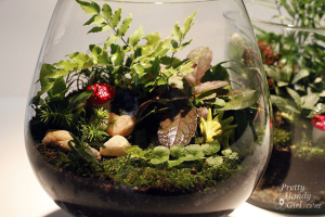 terrarium 15