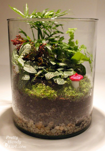 terrarium 16