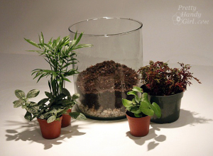 terrarium 4