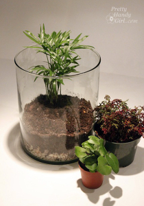 terrarium 7