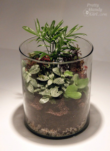 terrarium 8