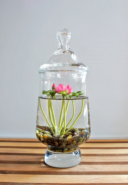terrarium d'eau 4