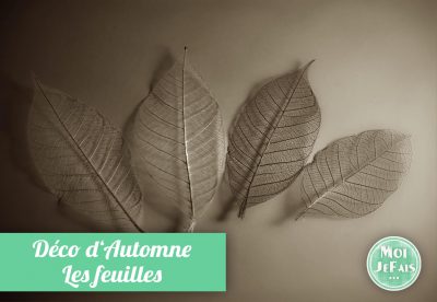 squelette de feuille