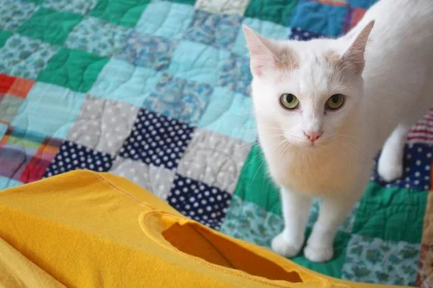 cabane chat t-shirt