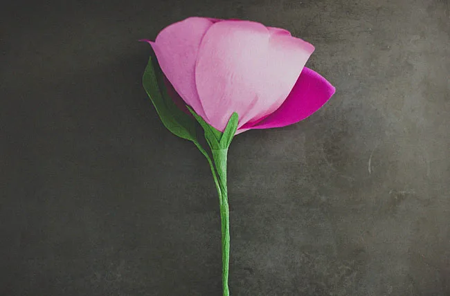 rose géante 13