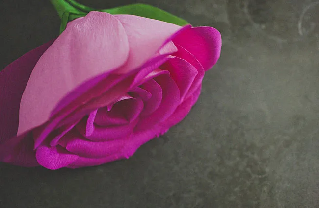 rose géante 14
