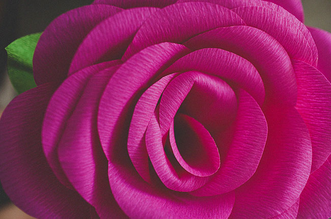 rose géante 15