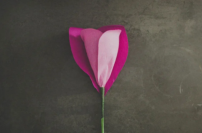 rose géante 9