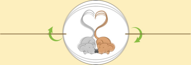 thaumatrope St Valentin 3