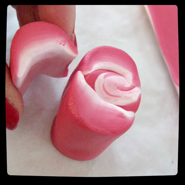 cane rose 18