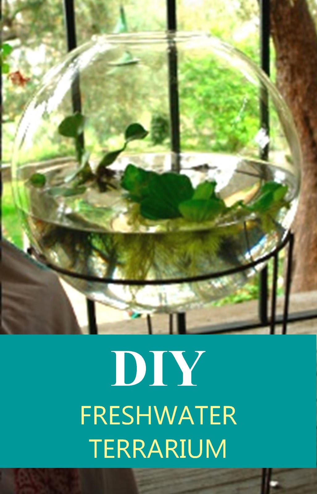 terrarium d'eau