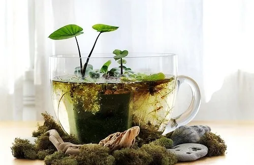 terrarium d'eau 2