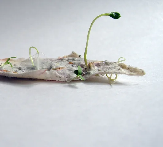 recette papier avec graines