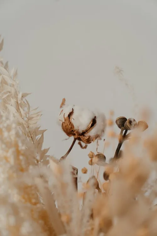 quelles fleurs choisir pour séchage