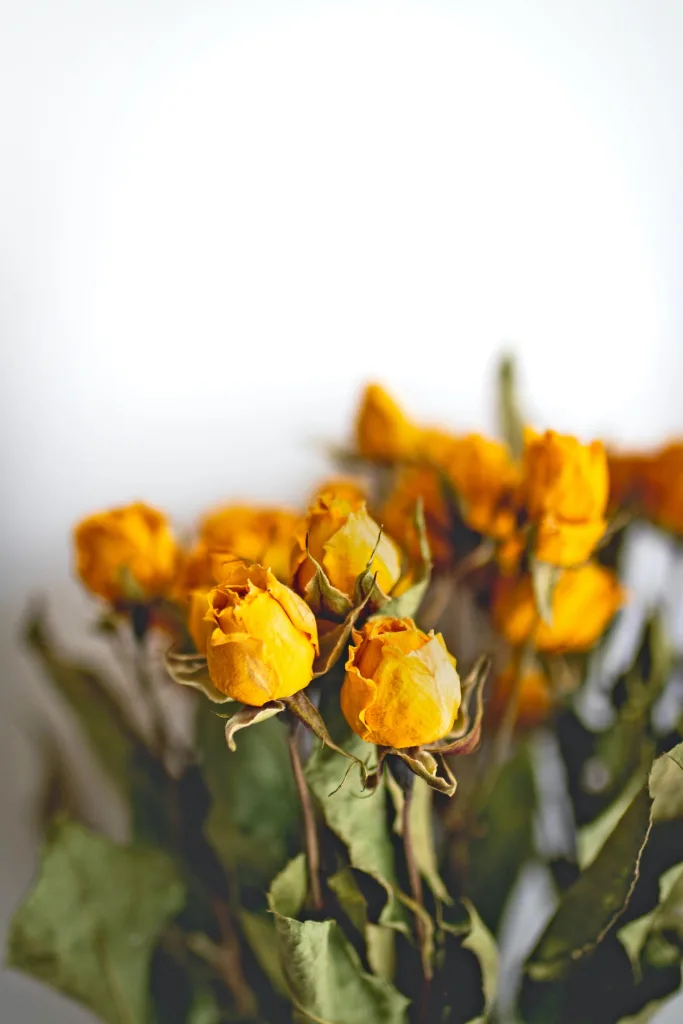 roses séchées