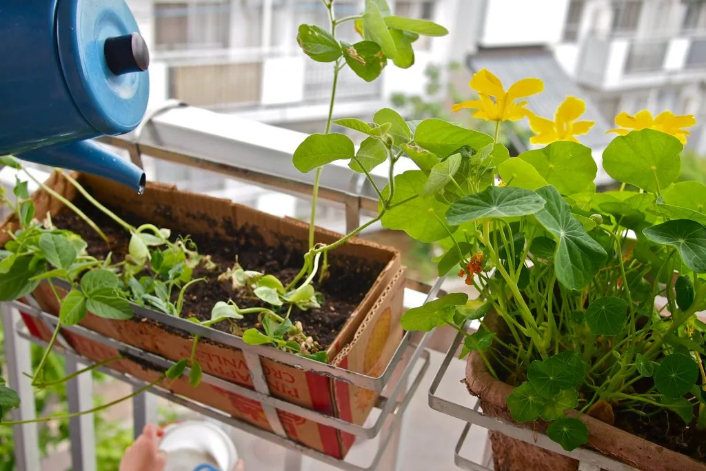 jardinière en carton